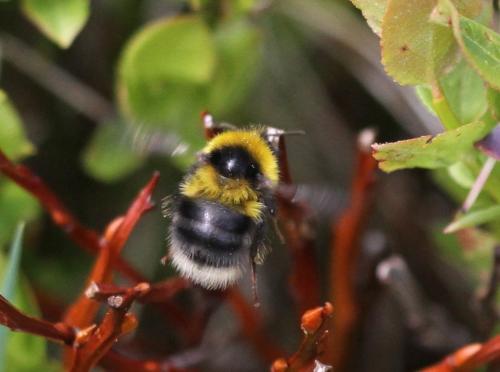 Bombus jonellus